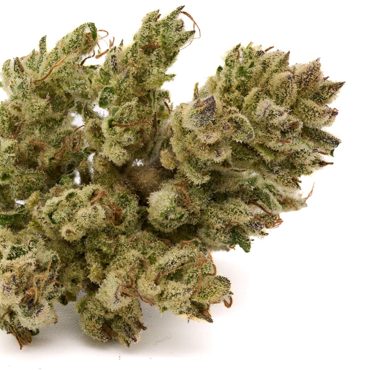 White Widow