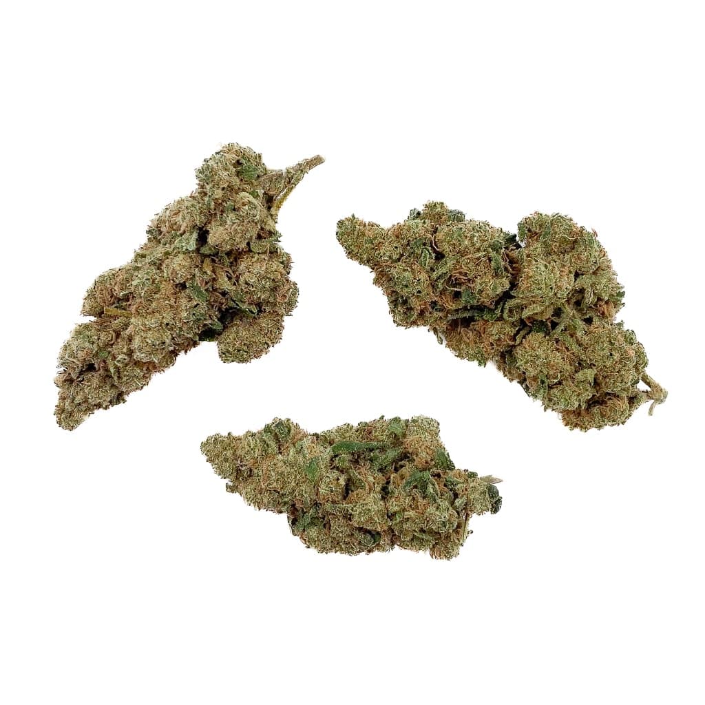 Amnesia THP-X