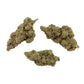 Amnesia THP-X