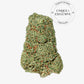 Tropical Kush